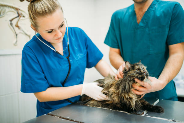 istock Veterinarian examining cat, veterinary clinic 914145854