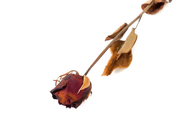 istock Valentine Day Concept : Dried red rose flower isolated on white background. (Selective focus) 914148064