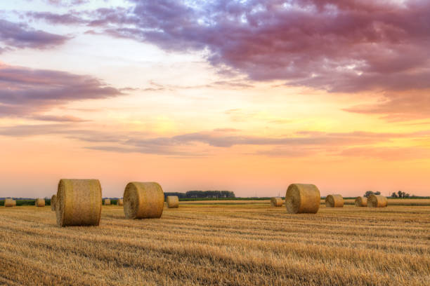 istock Sunset over farm field with hay bales 914148078