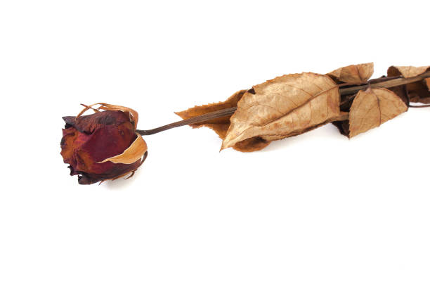 istock Valentine Day Concept : Dried red rose flower isolated on white background. (Selective focus) 914148106