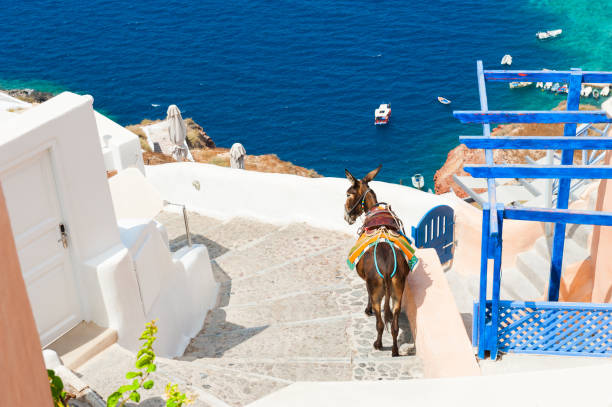 istock Donkey on stairs, Santorini island, Greece 914148194
