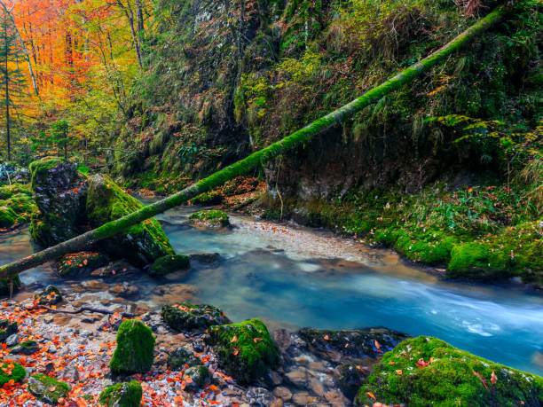 istock River cascade in a forest in Transylvania mountains 914148352