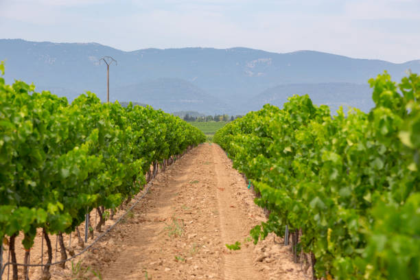 istock Vineyards in Provance, France 914148516