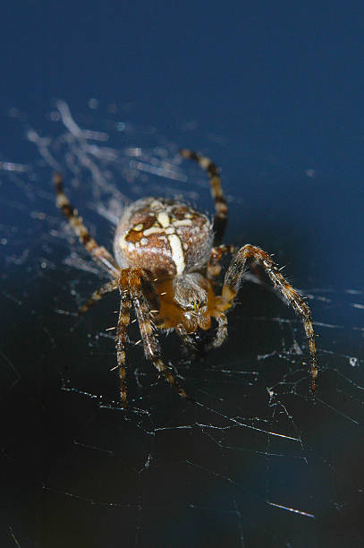 Atacking Spider 1.800+ Spider Attack Fotografías de stock, fotos e imágenes libres de ...