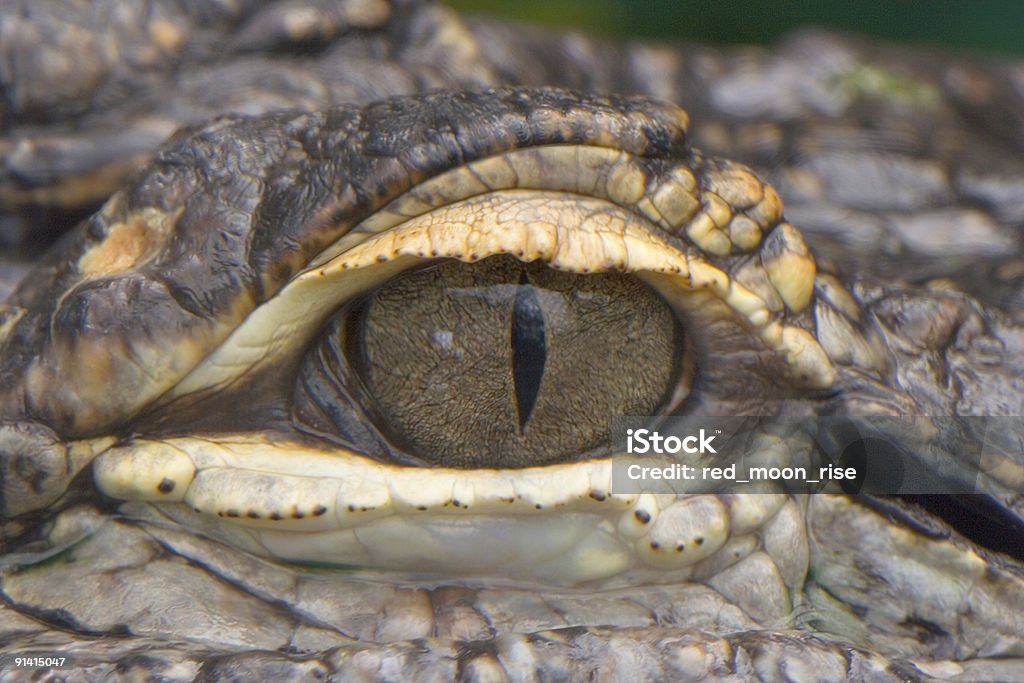 Aligator 눈 - 로열티 프리 앨리게이터 스톡 사진