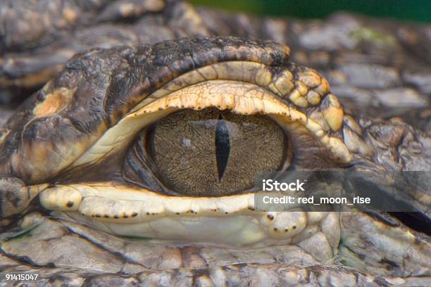 Aligator 눈 앨리게이터에 대한 스톡 사진 및 기타 이미지 - 앨리게이터, 미시시피악어, 수컷
