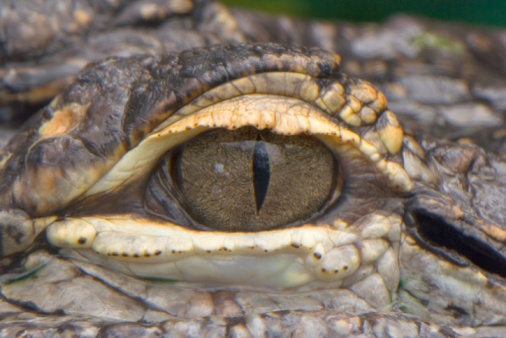 crocodile head with toothy mouth and yellow eye isolated close up on a green background. crocodile head peeks out on the surface of clear water