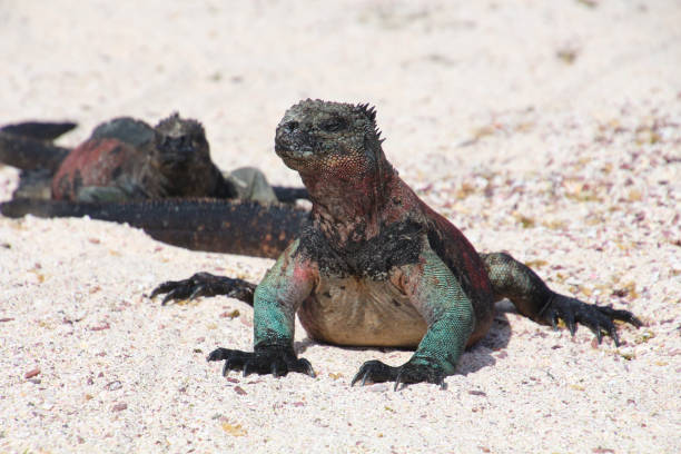 istock Galapagos Marine iguanas 914154460
