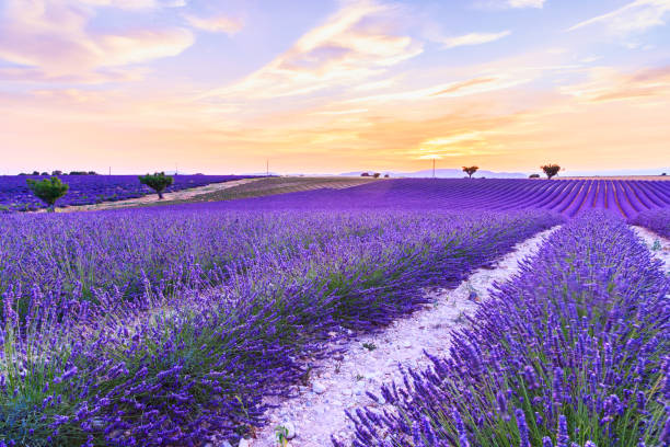 istock Lavender field summer  near Valensole 914154498