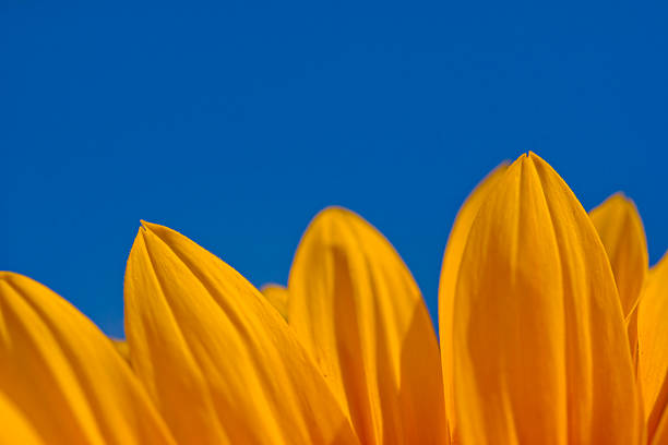 istock Sunflower close-up on a blue sky 91415495