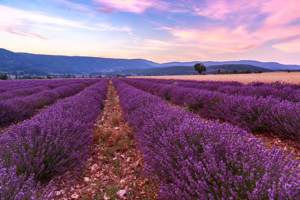 istock Beautiful landscape of lavender fields at sunset near Sault 914155180