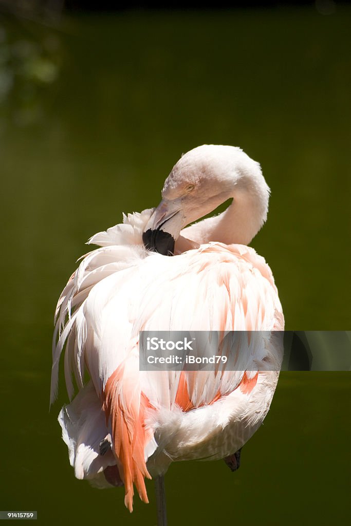 South Florida fenicotteri in piedi in una laguna - Foto stock royalty-free di Acqua