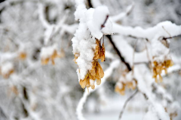 istock Beautiful winter forest after the fallen snow. 914157886