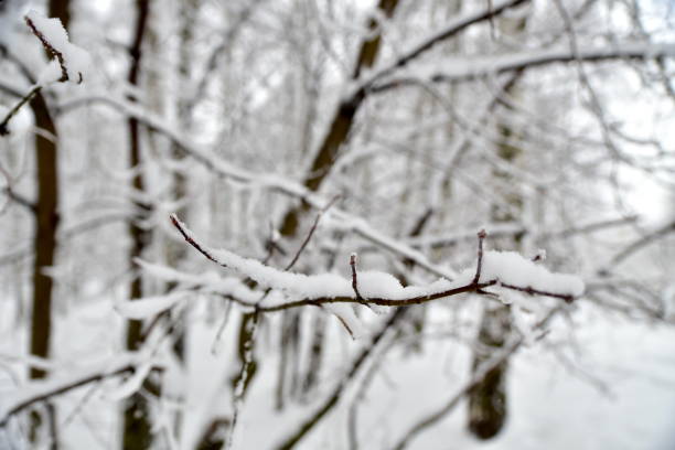 istock Beautiful winter forest after the fallen snow. 914157892
