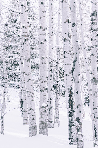 Invierno Aspen Grove photo