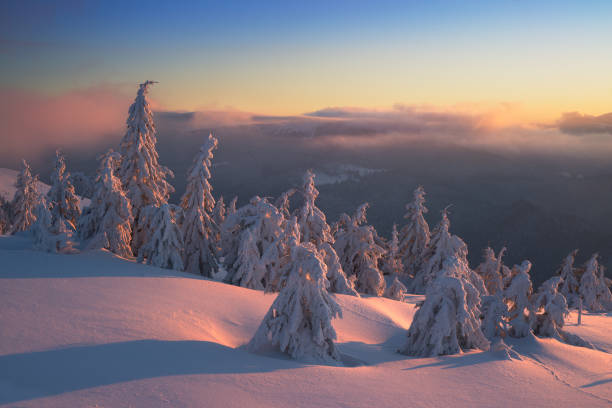 istock Snowy trees in morning light at Carpathian Mountains 914158378