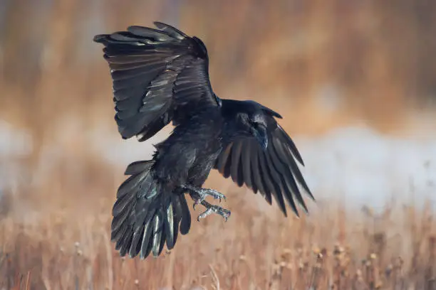 Common raven in flight. Corvus corax