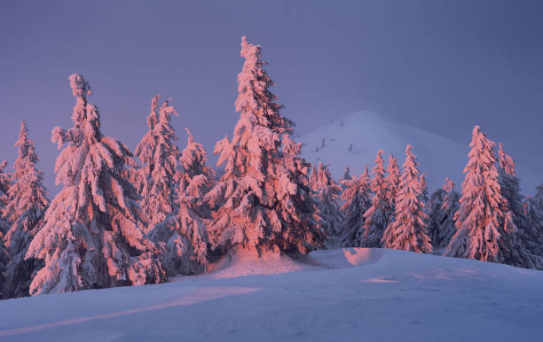 istock Snowy tree in evening light in winter mountains 914158608