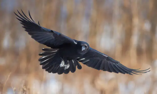 Common raven in flight. Corvus corax