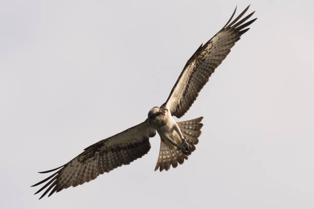 istock Osprey Hunting Pandion haliaetus 914159094