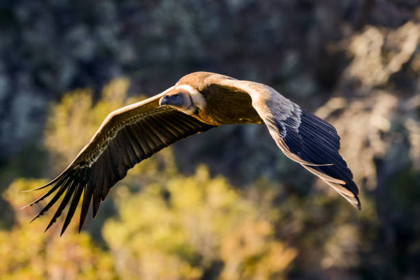istock Griffon vulture Gyps fulvus in Extremadura, Spain 914159680