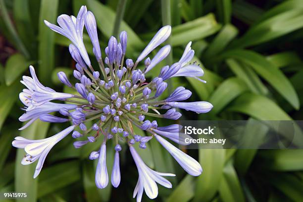 Foto de Lily Do Nilo Agapanthus e mais fotos de stock de Agapanthus - Agapanthus, Arbusto, Azul