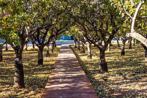 Wooden Red Walkway Through Grove Of Trees In Fall