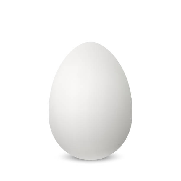 ilustrações de stock, clip art, desenhos animados e ícones de vector white single realistic animal egg. - easter animal egg eggs single object