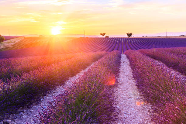 istock Beautiful sunset lavender field 914161862