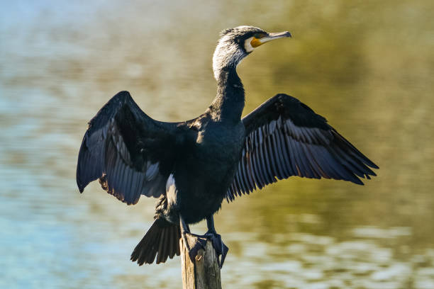 istock Double-crested cormorant, Phalacrocorax auritus 914162388