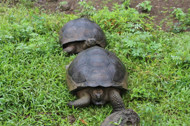 istock Galapagos giant tortoise 914162800