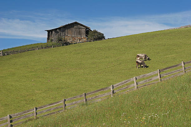 Late summer alpine meadow stock photo