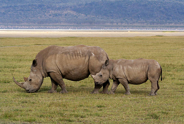 istock Rhino family 91416362