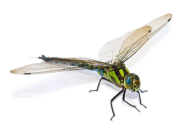 Closeup of big green dragonfly isolated on white background closeup of big green dragonfly over white dragonfly photos stock pictures, royalty-free photos & images