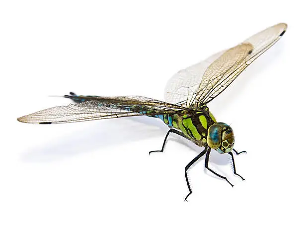 closeup of big green dragonfly over white