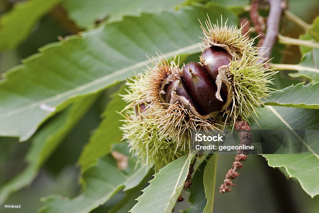 Chestnut fruits sur l'arbre - Photo de Aliment libre de droits
