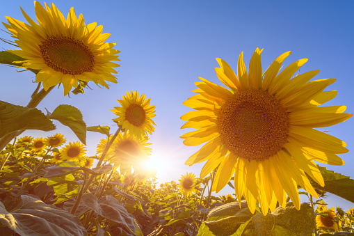 Beautiful heads of sunflowers against a blue sky with sun, agricultural field, nature summer background for wallpaper