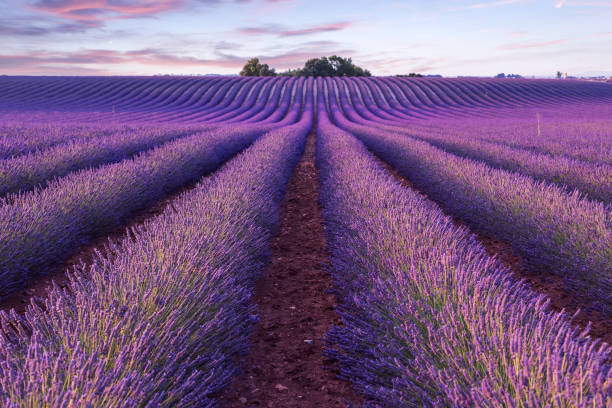 istock Lavender field summer sunset landscape  near Valensole 914165092