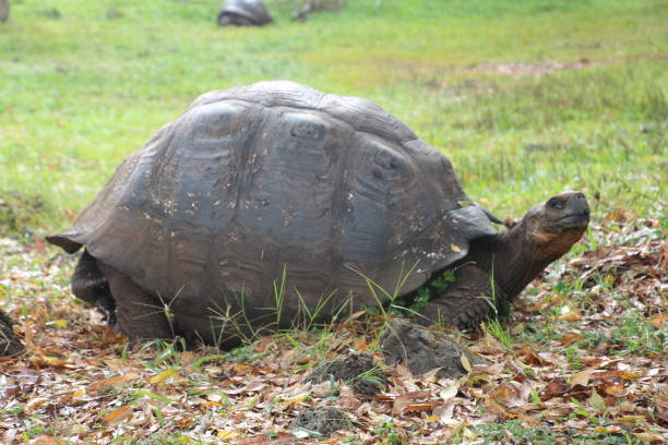 istock Galapagos giant tortoise 914165860