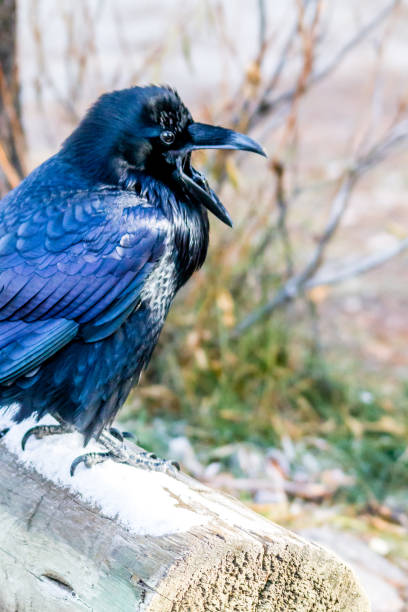 istock Raven, Jasper National Park, Alberta, Canada 914165992