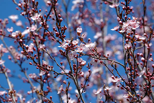 Plum blossoms stock photo