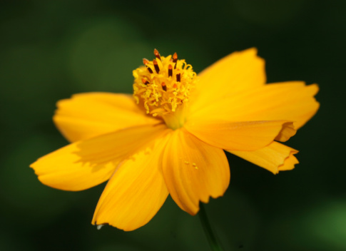macro of orange-yellow flower on blurred nature background, outdoor, daylight