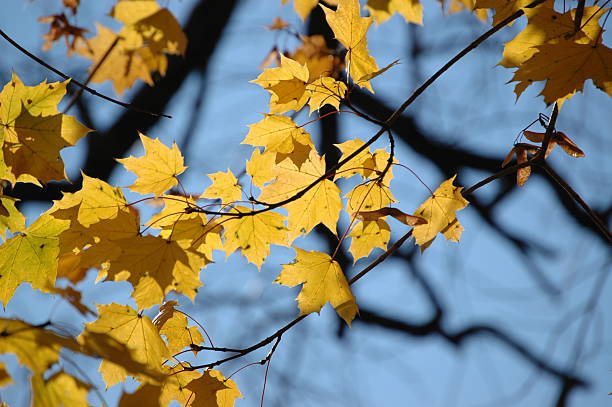 Fall's Yellow Brilliance stock photo