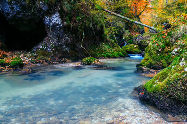 bosque de montaña en creek en transilvania - deep creek area fotografías e imágenes de stock