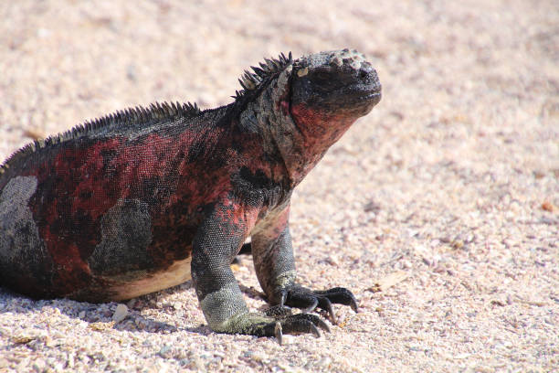 istock Galapagos Marine iguanas 914168748