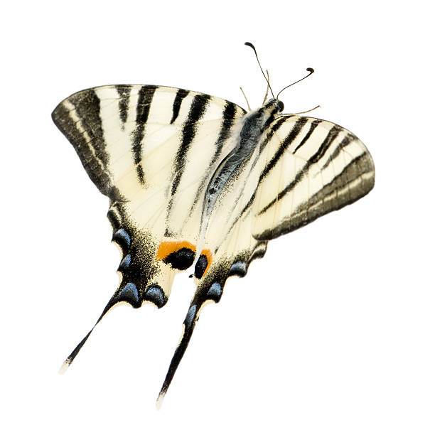 アゲハチョウ - scarce swallowtail ストックフォトと画像