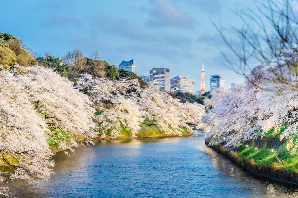istock Cherry trees in full bloom in Tokyo 914169108