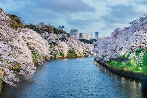 Cherry trees in full bloom in Tokyo