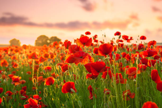 istock Poppies field meadow in summer 914169816