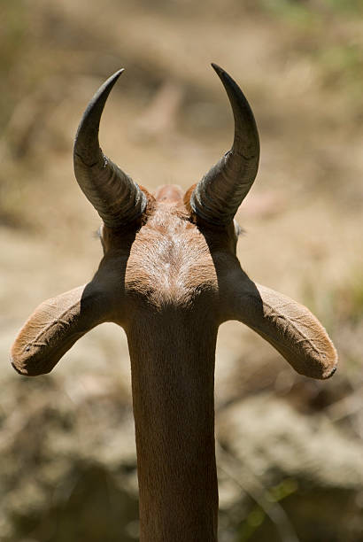 istock Male Gerenuk 91417144
